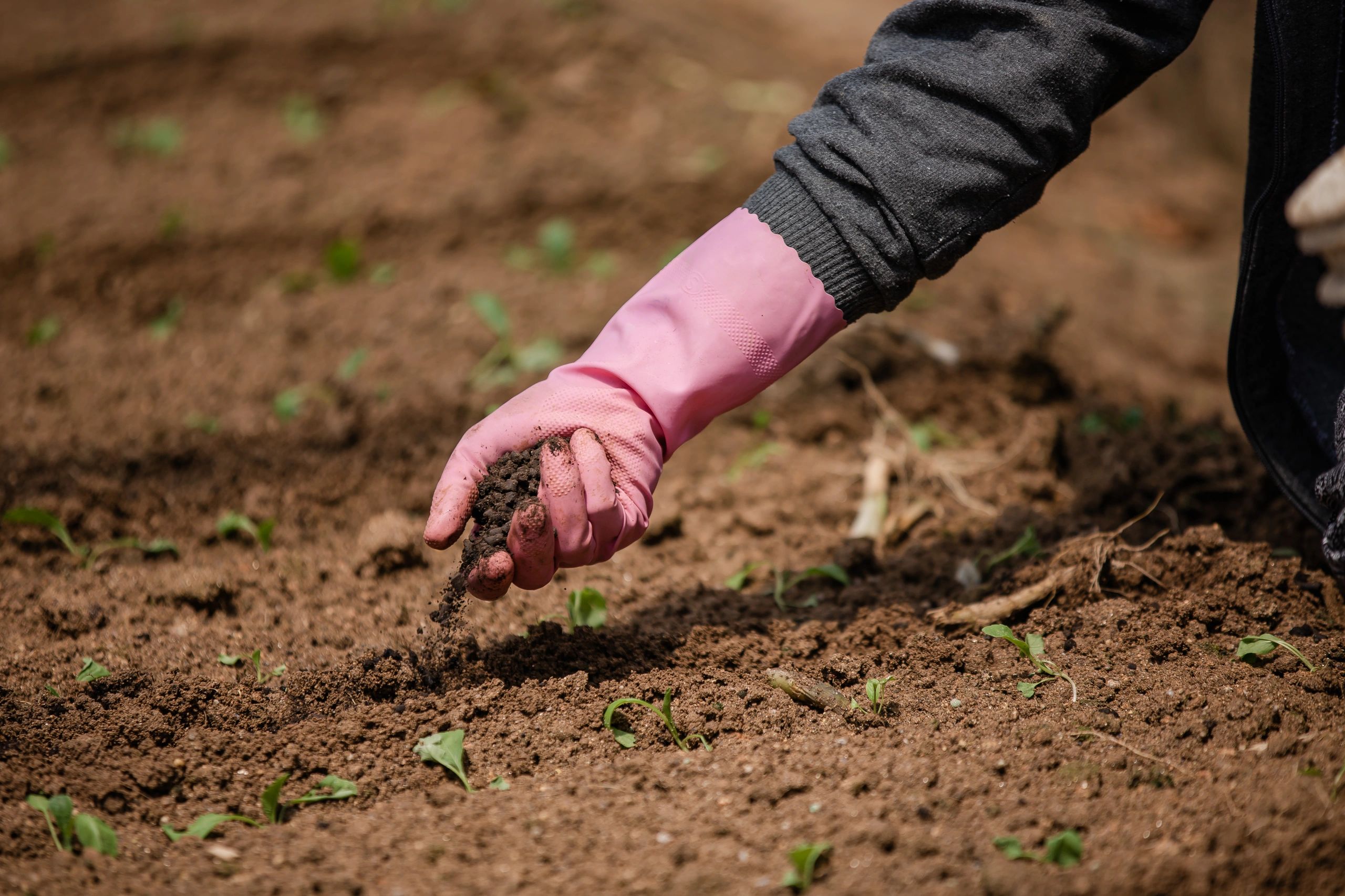 Farmer applying fertilizer granules to crops in a field