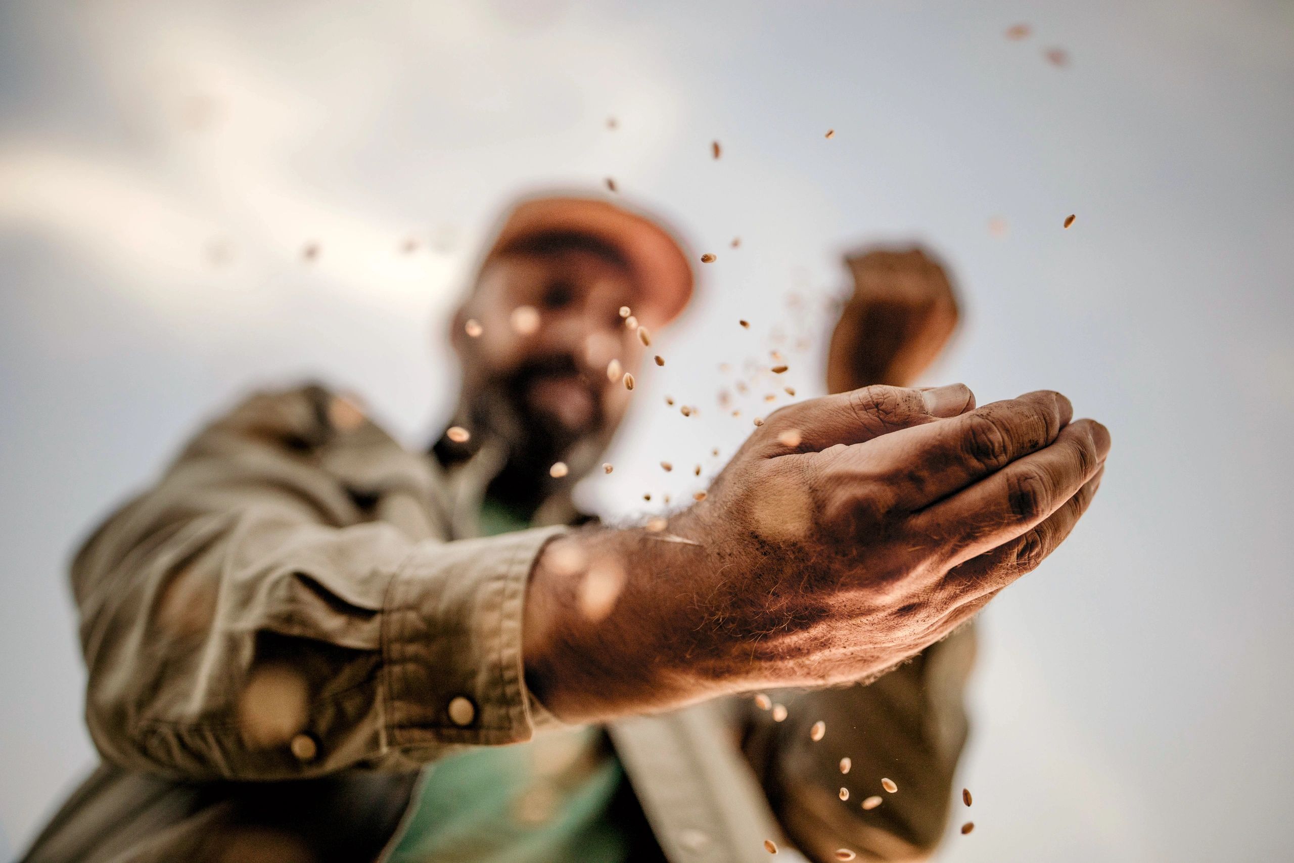 Hands holding grain in an agricultural field